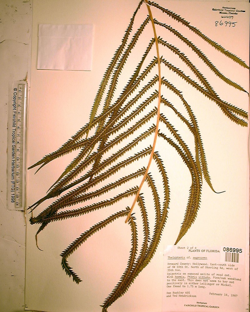 Abrupttip Maiden Fern photo 8