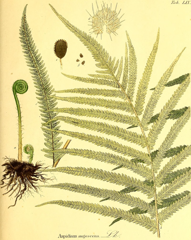 Abrupttip Maiden Fern