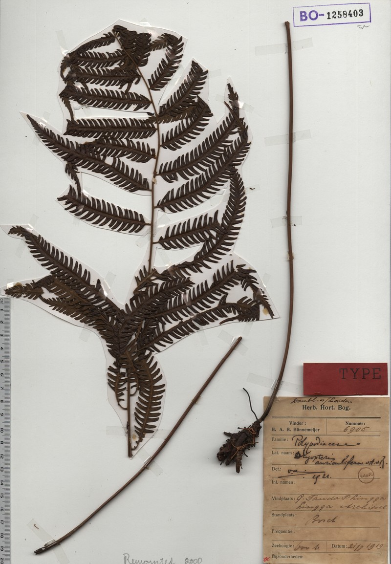 Thelypteris auriculifera