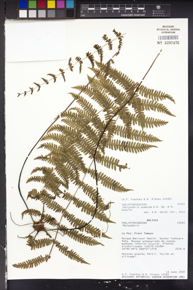 Thelypteris aymarae