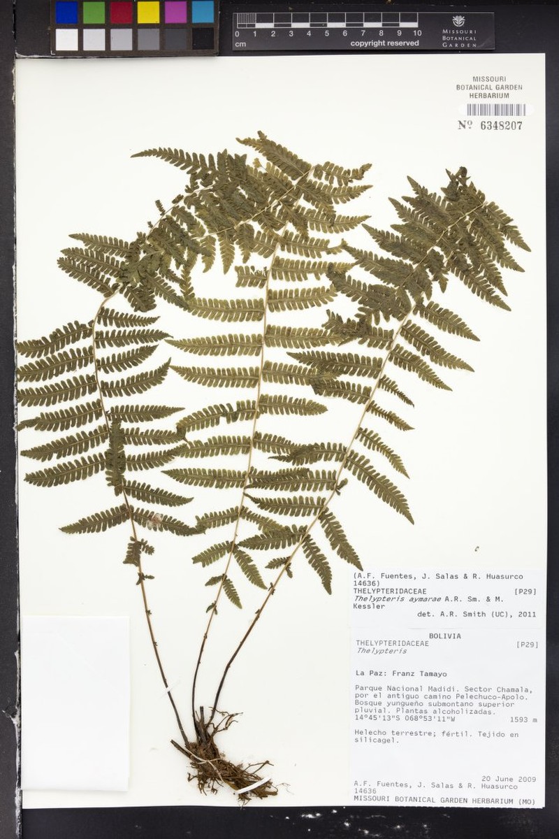 Thelypteris aymarae photo 2