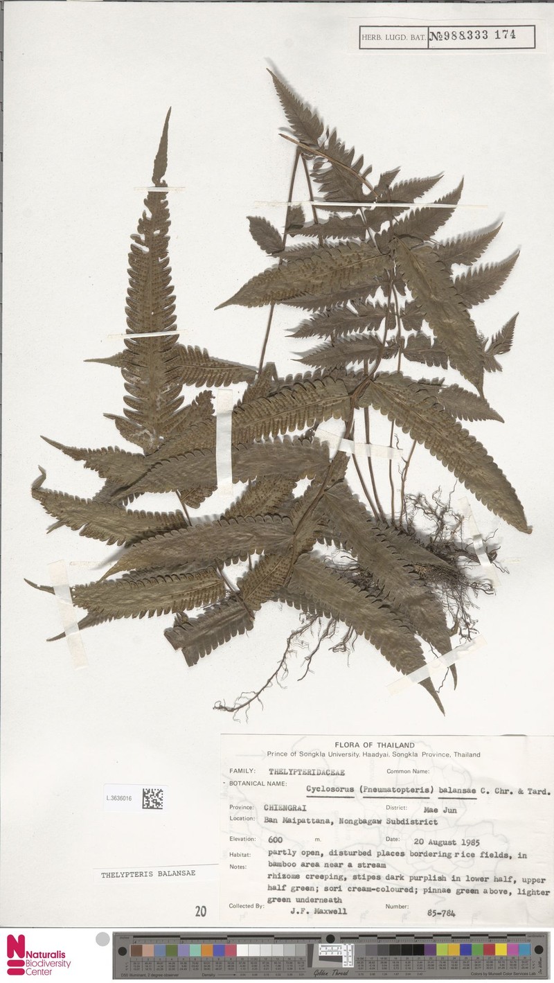 Thelypteris balansae