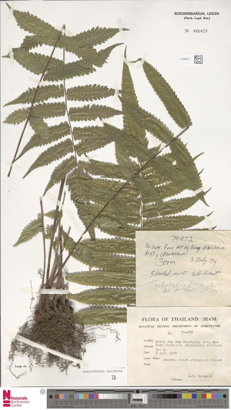 Thelypteris balansae photo 2