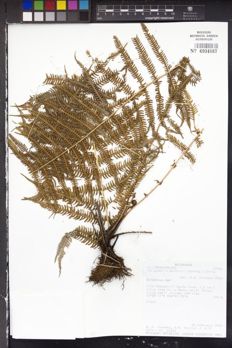 Balbis' Maiden Fern