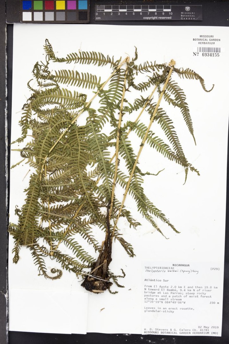 Balbis' Maiden Fern photo 2