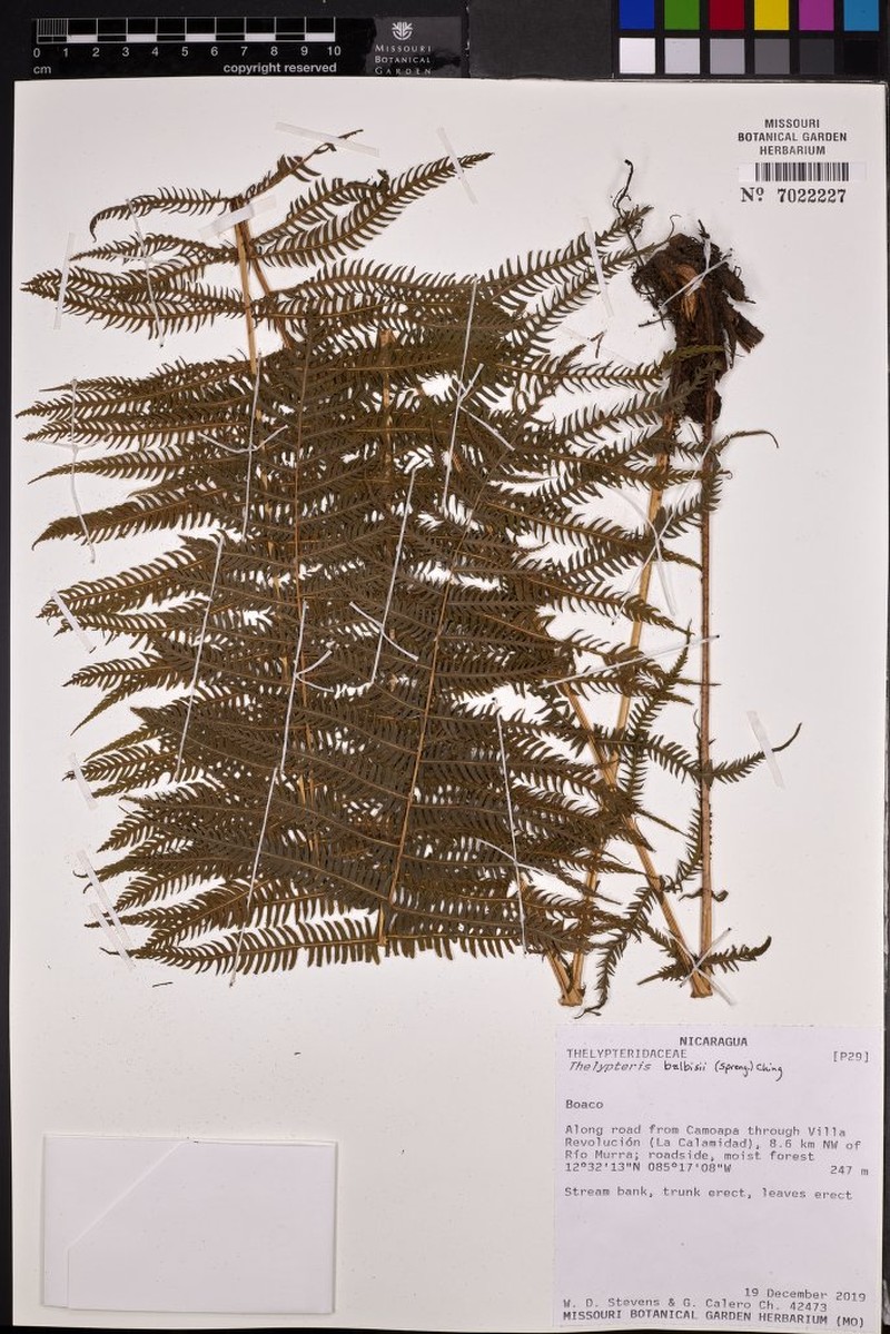 Balbis' Maiden Fern photo 3