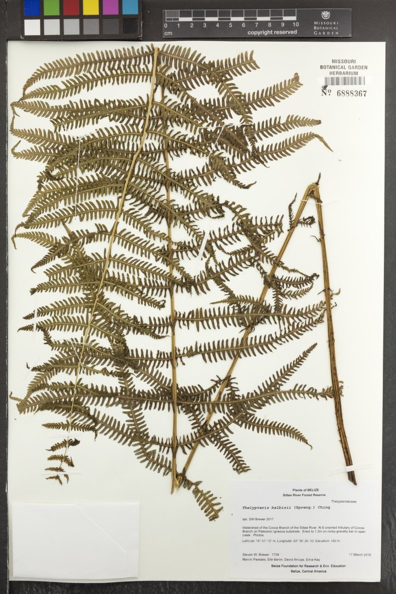 Balbis' Maiden Fern photo 4
