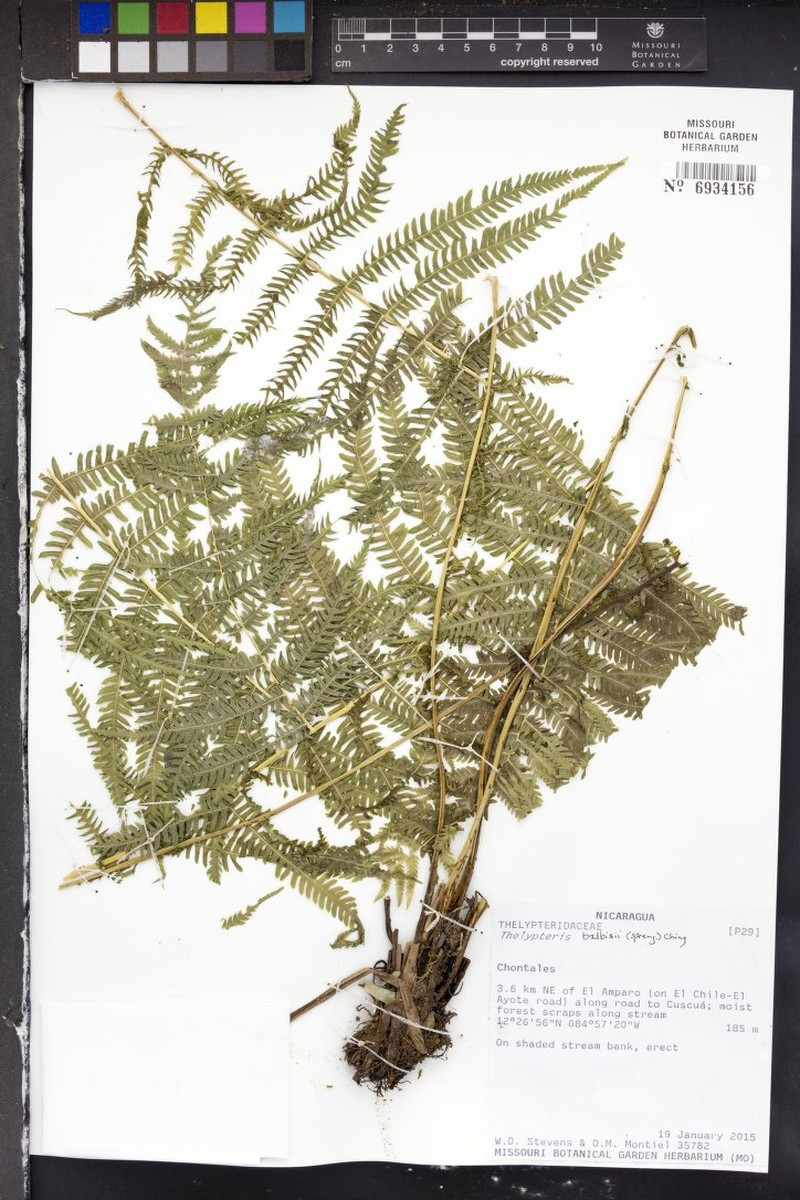 Balbis' Maiden Fern photo 5