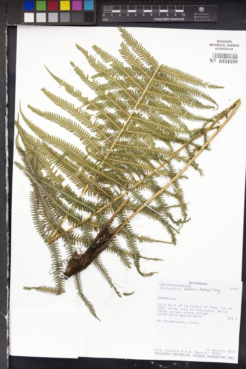 Balbis' Maiden Fern photo 6