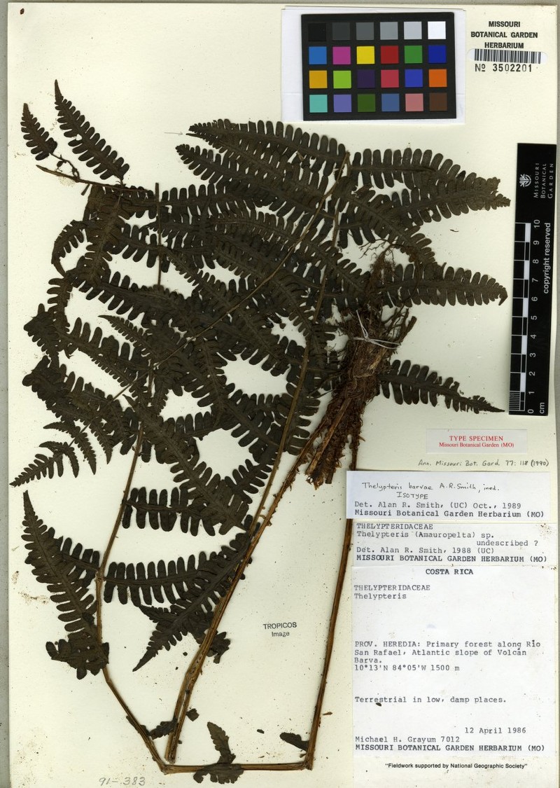 Thelypteris barvae