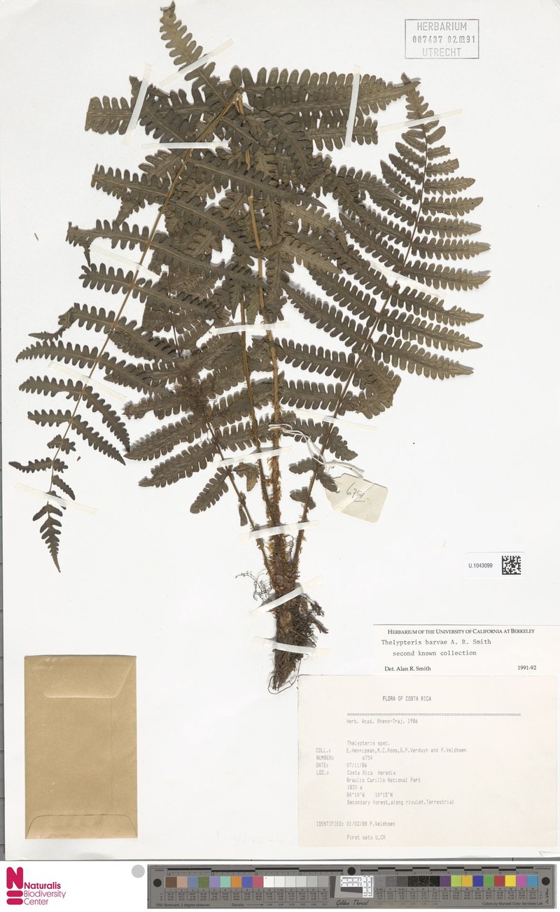 Thelypteris barvae photo 2