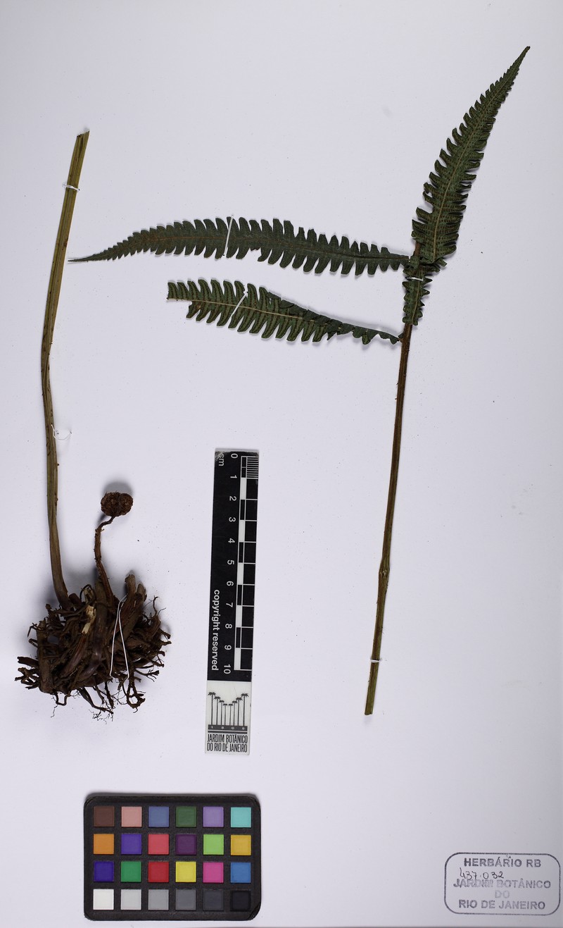 Thelypteris beckeriana