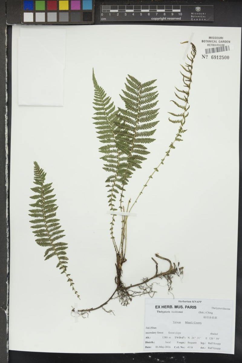 Thelypteris beddomei