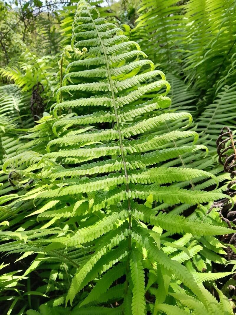 Thelypteris bergiana