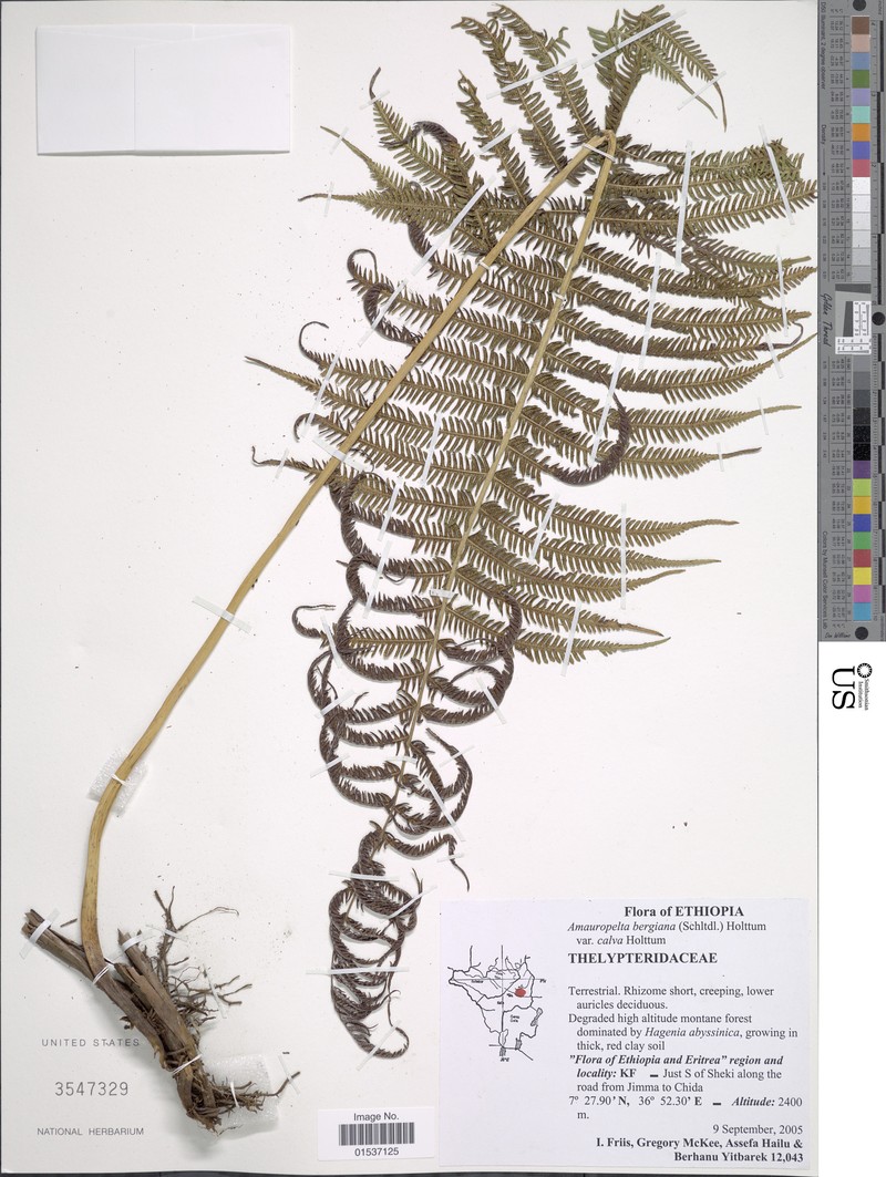 Thelypteris bergiana photo 2