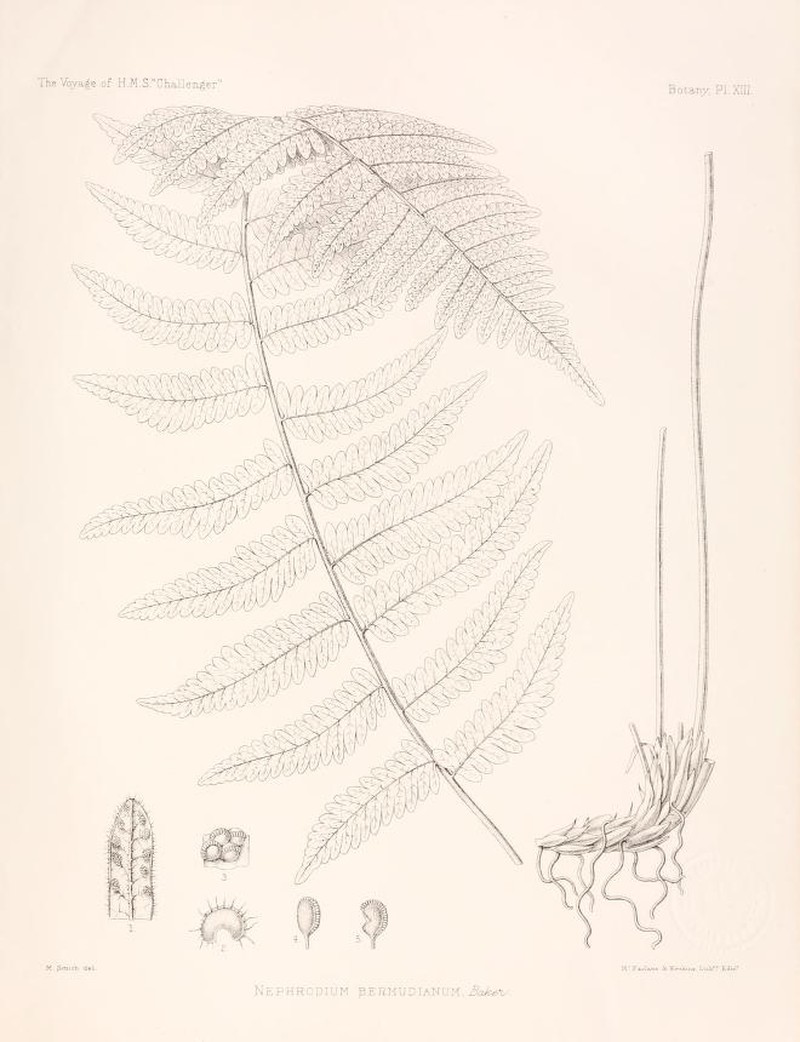 Thelypteris bermudiana