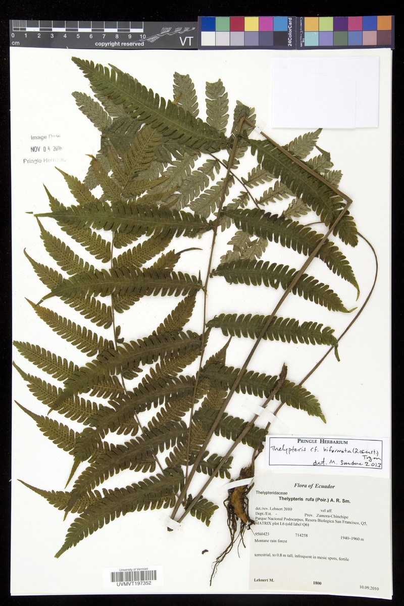 Thelypteris biformata