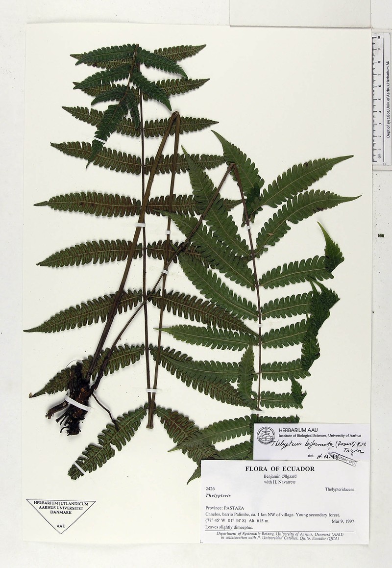 Thelypteris biformata photo 2