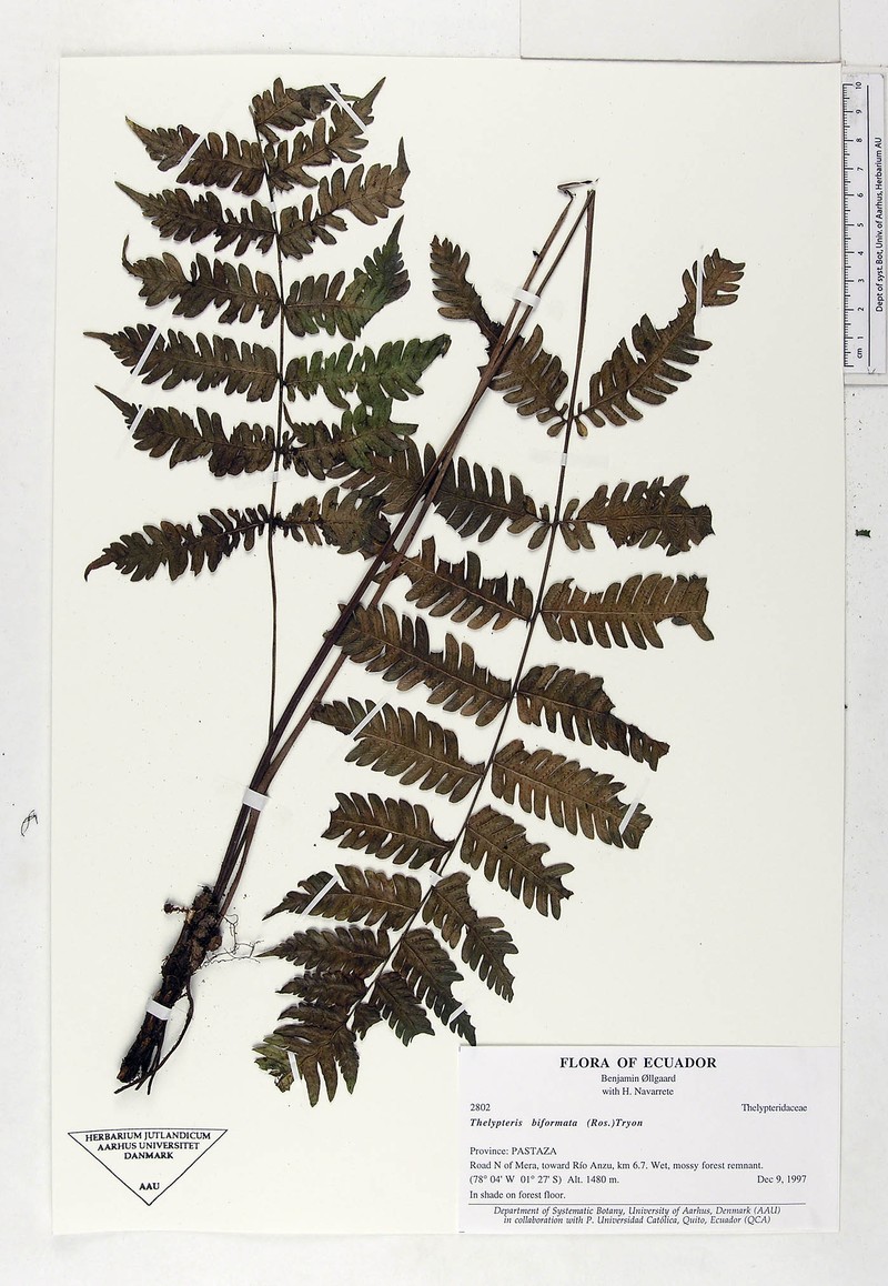 Thelypteris biformata photo 3