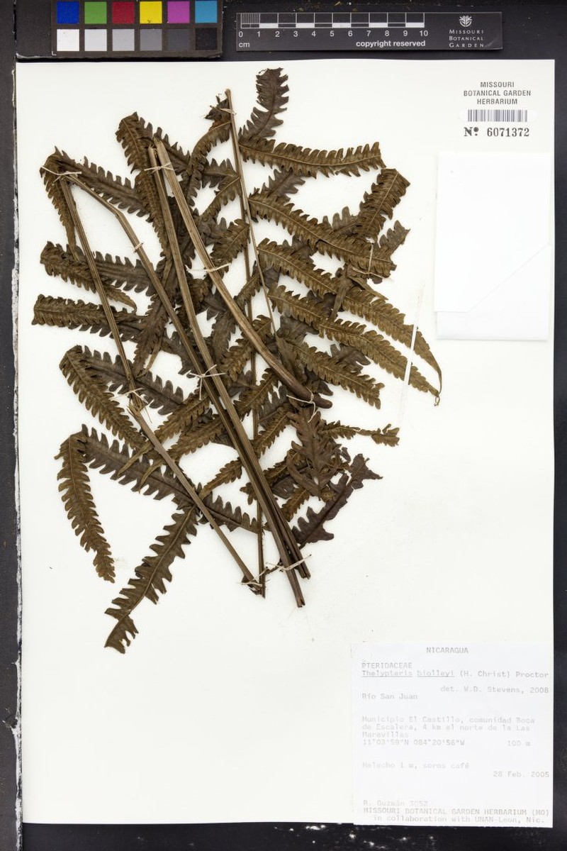 Thelypteris biolleyi