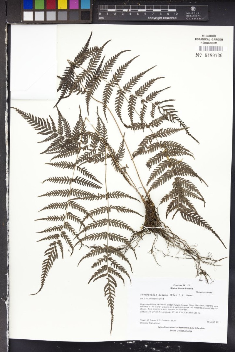 Thelypteris blanda
