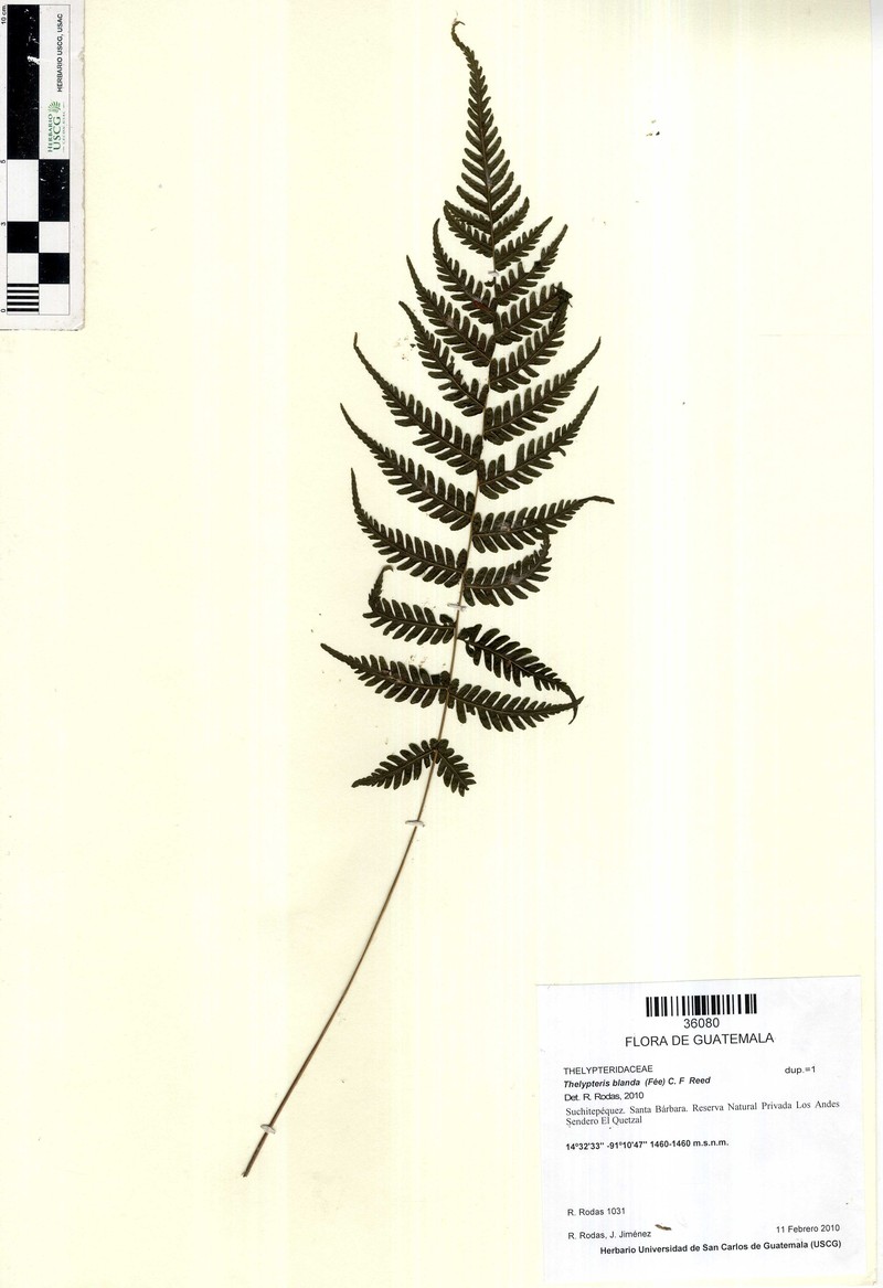 Thelypteris blanda photo 2