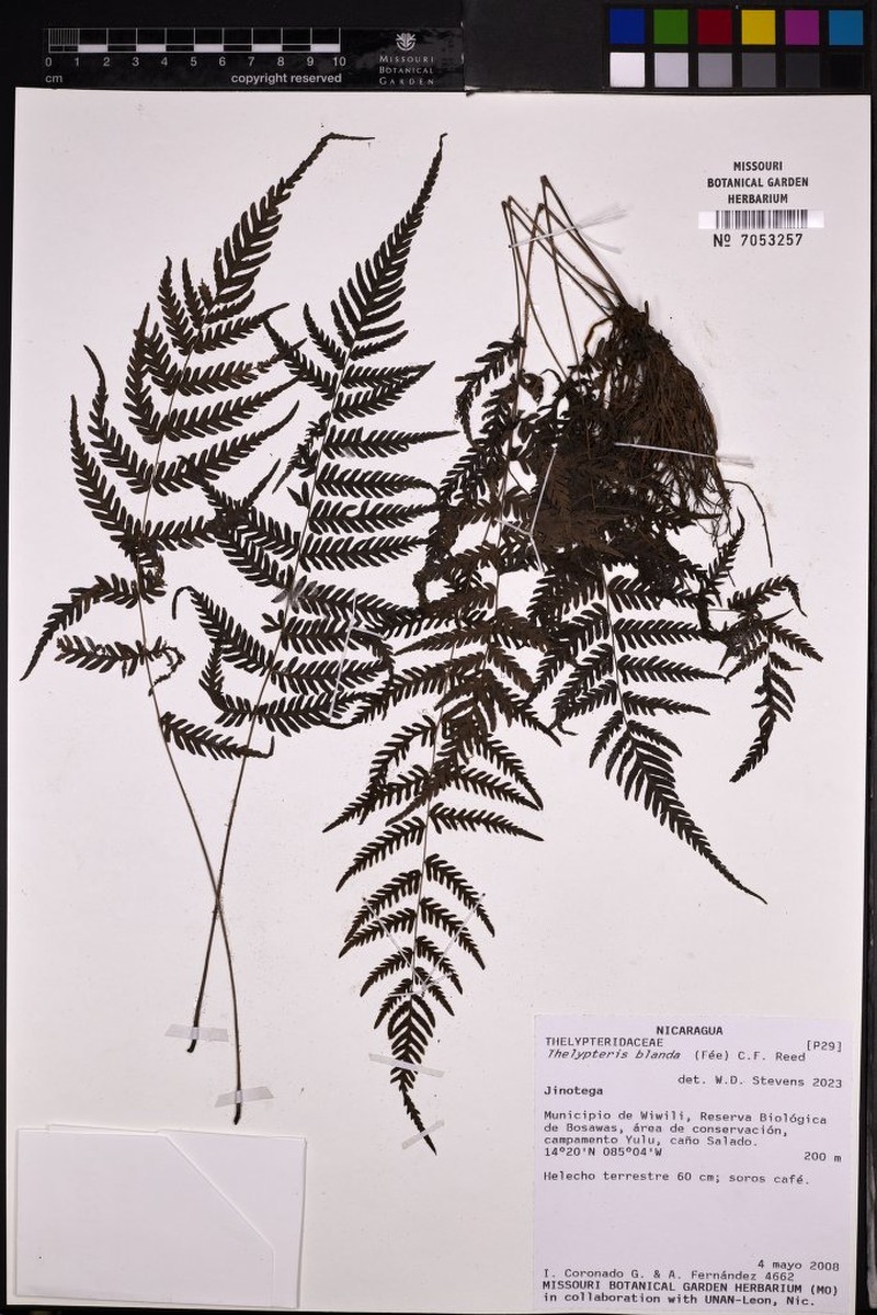 Thelypteris blanda photo 3