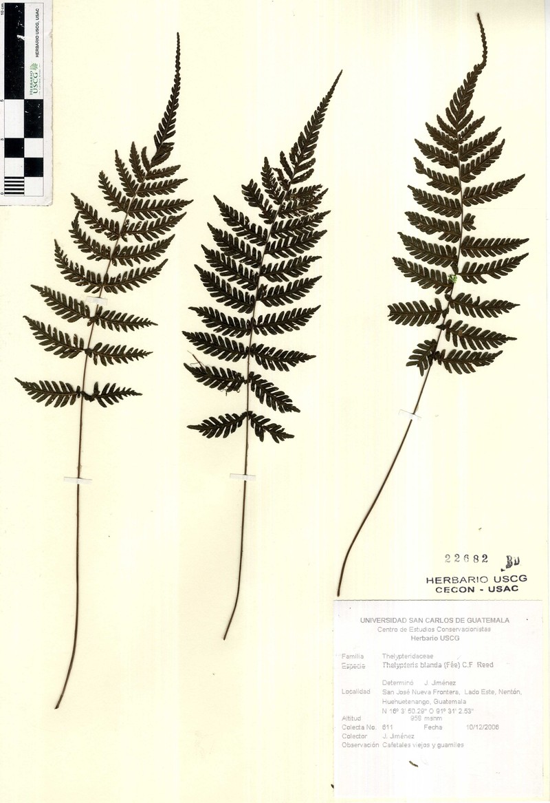 Thelypteris blanda photo 4