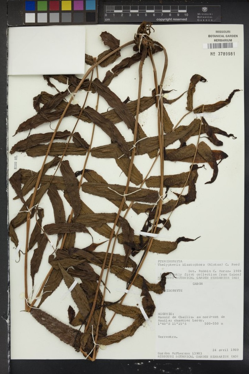 Thelypteris blastophora