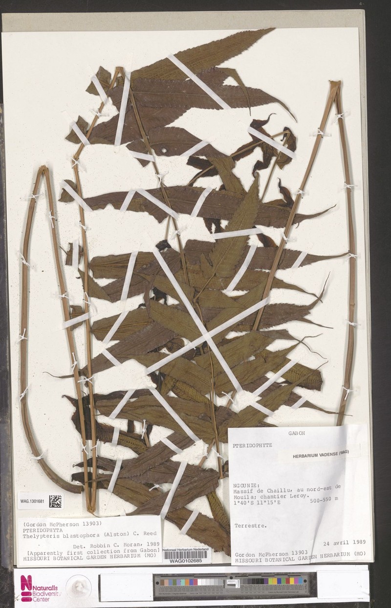 Thelypteris blastophora photo 2
