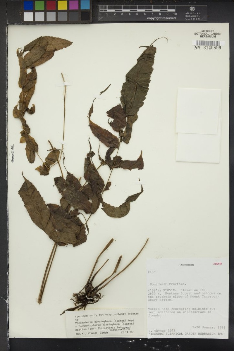 Thelypteris blastophora photo 3