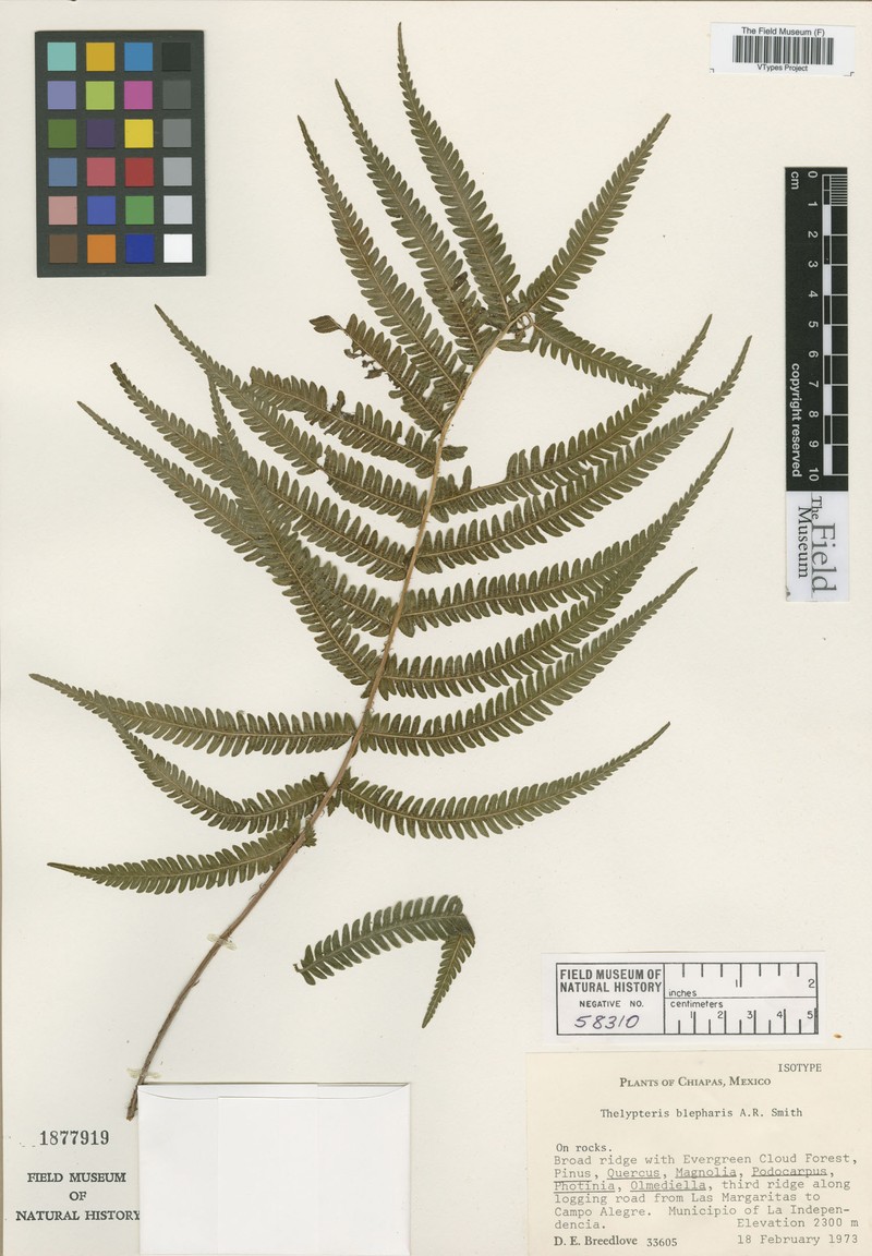 Thelypteris blepharis
