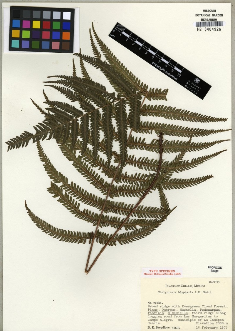 Thelypteris blepharis photo 2