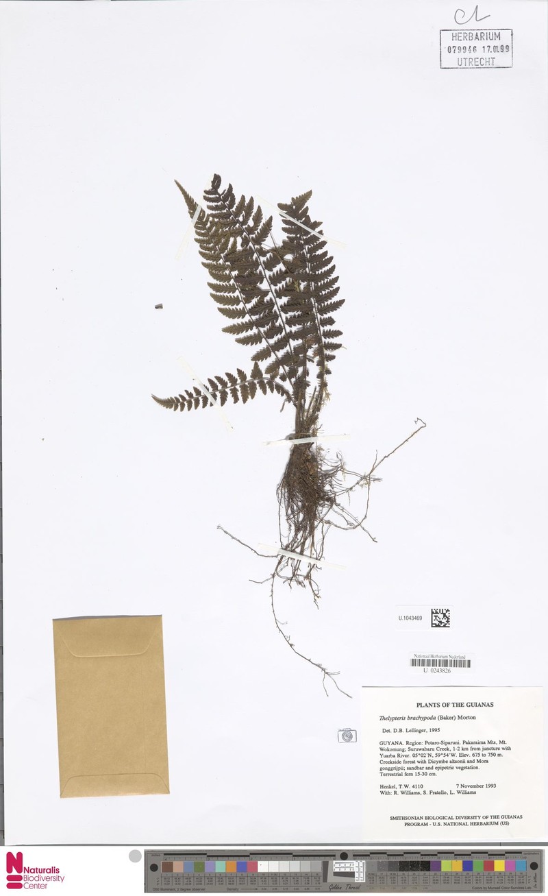 Thelypteris brachypoda