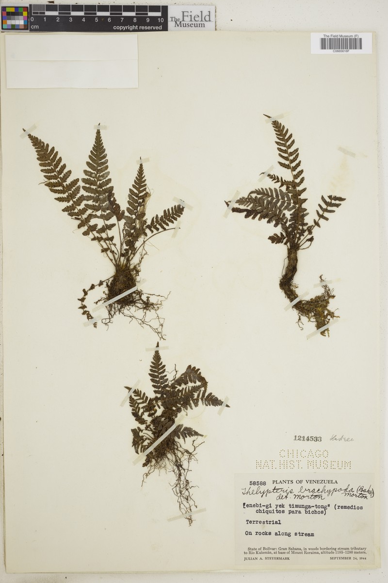 Thelypteris brachypoda photo 2