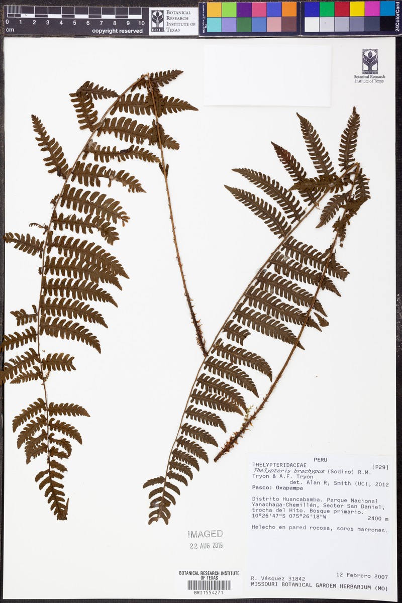 Thelypteris brachypus