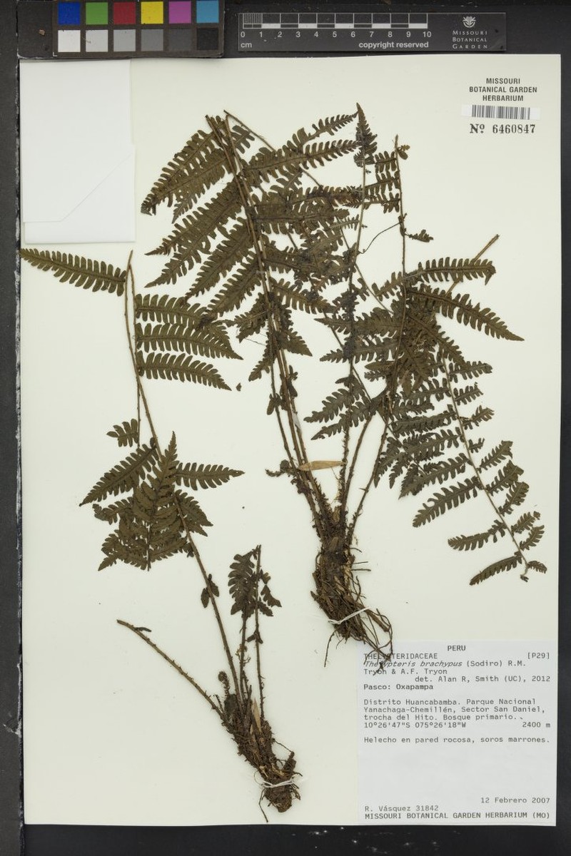 Thelypteris brachypus photo 2