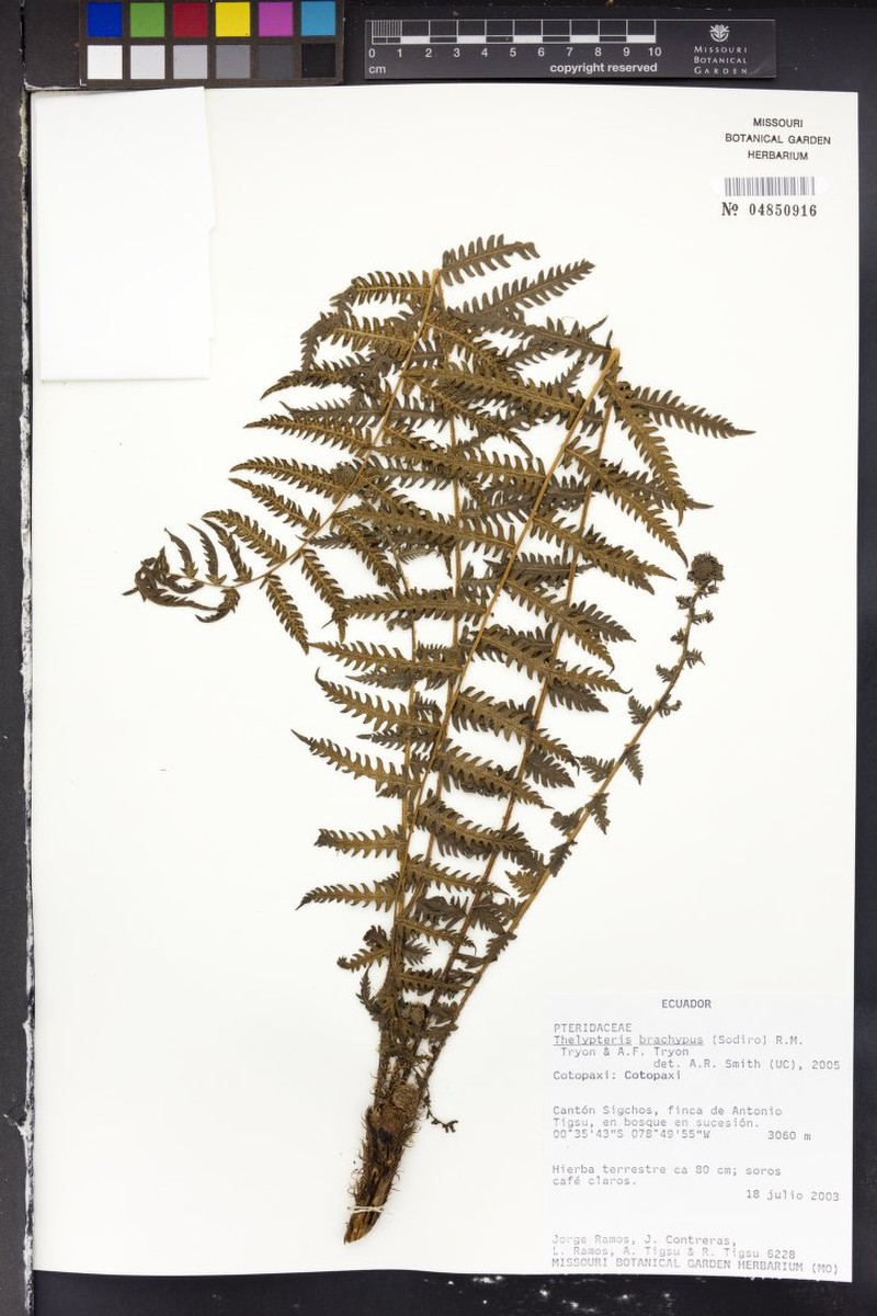 Thelypteris brachypus photo 3
