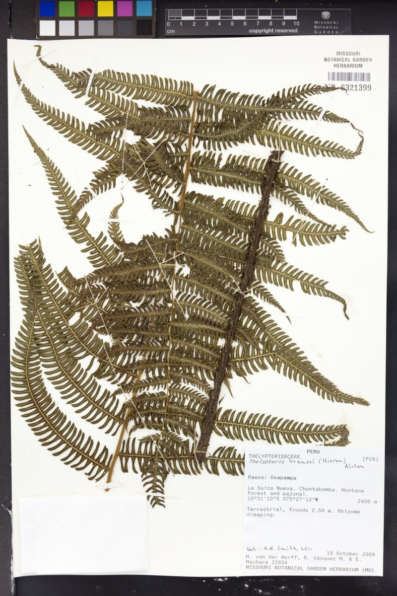 Thelypteris brausei