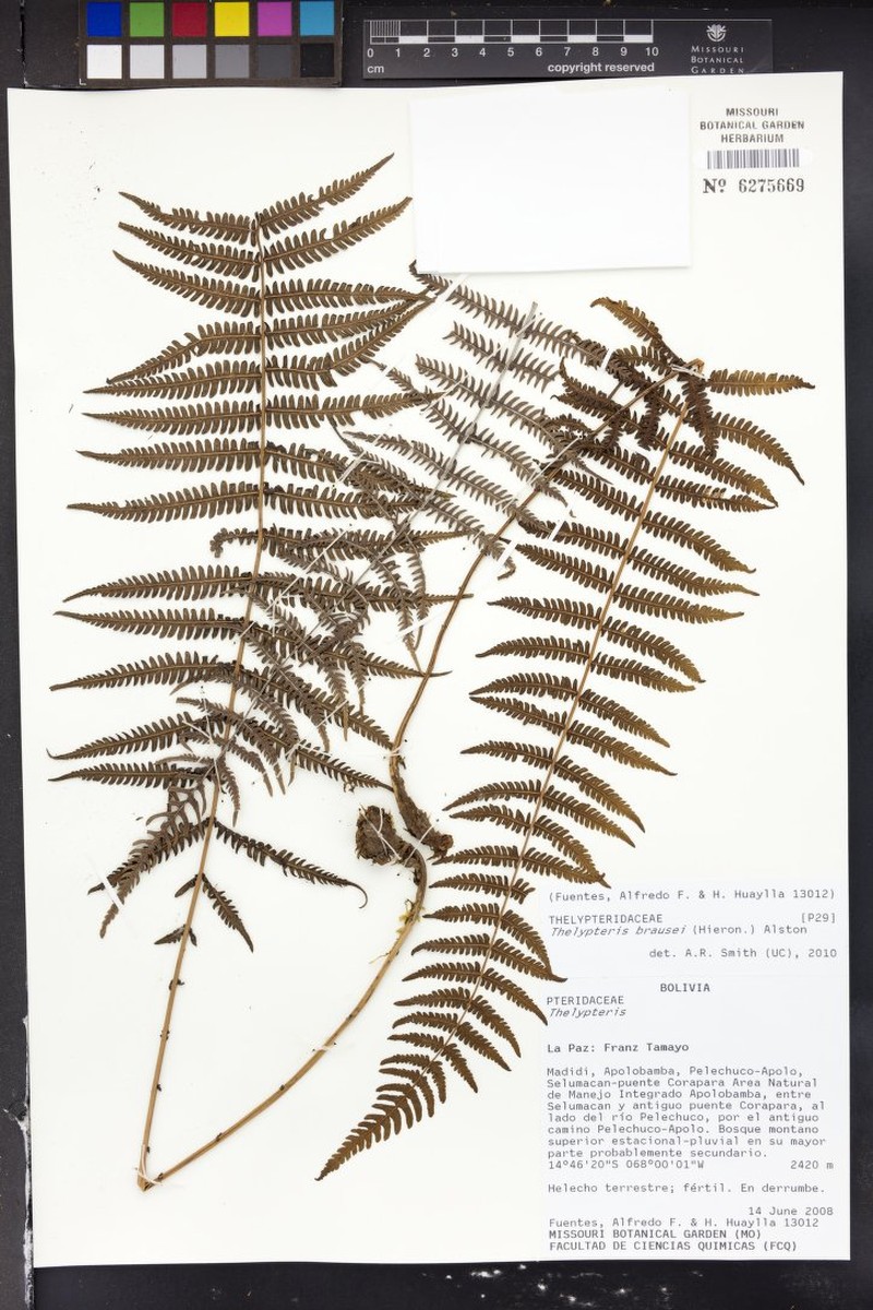 Thelypteris brausei photo 2