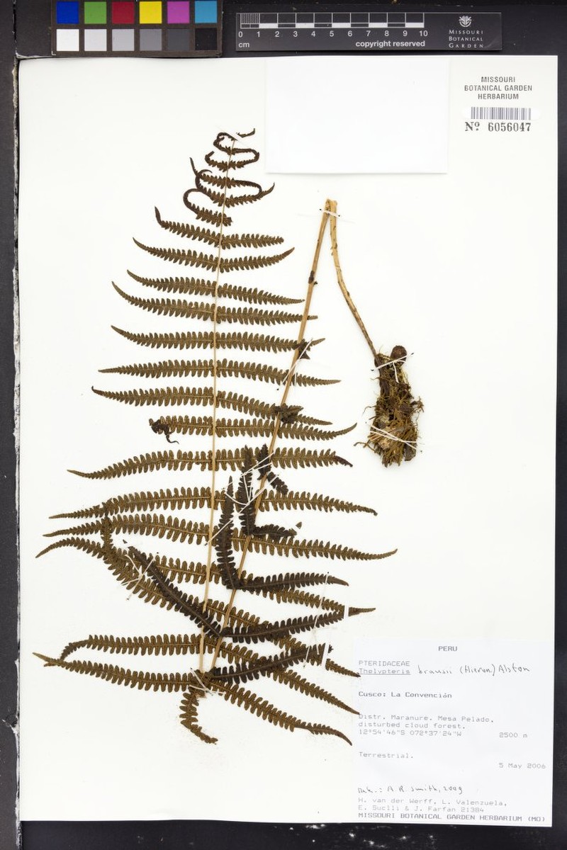 Thelypteris brausei photo 3