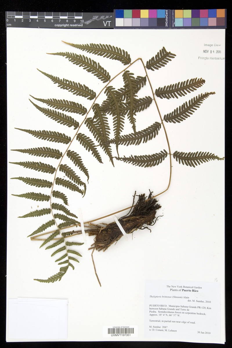 Britton's Maiden Fern