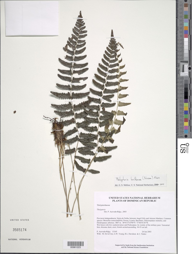 Britton's Maiden Fern photo 2