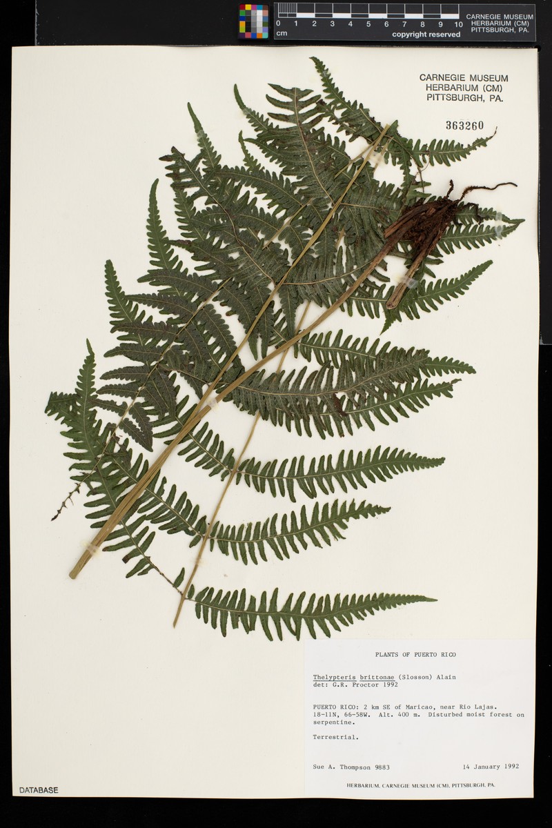 Britton's Maiden Fern photo 3