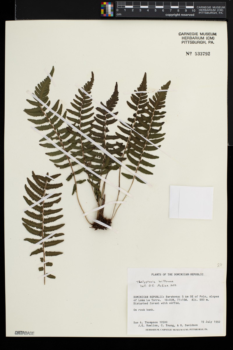 Britton's Maiden Fern photo 4