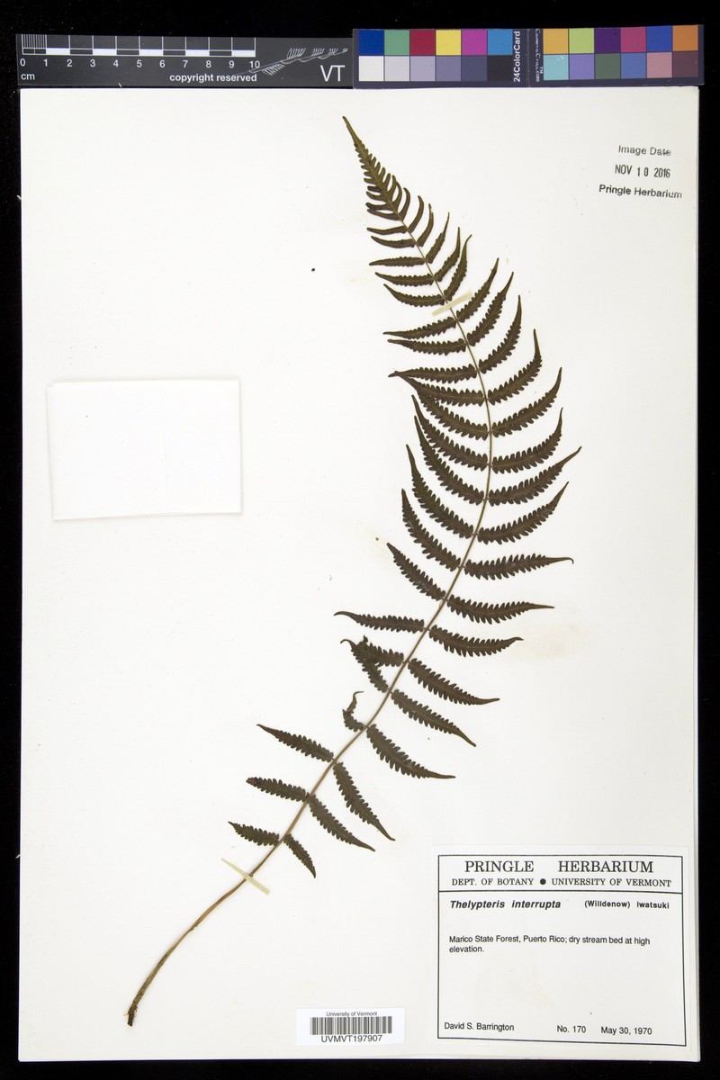 Britton's Maiden Fern photo 5