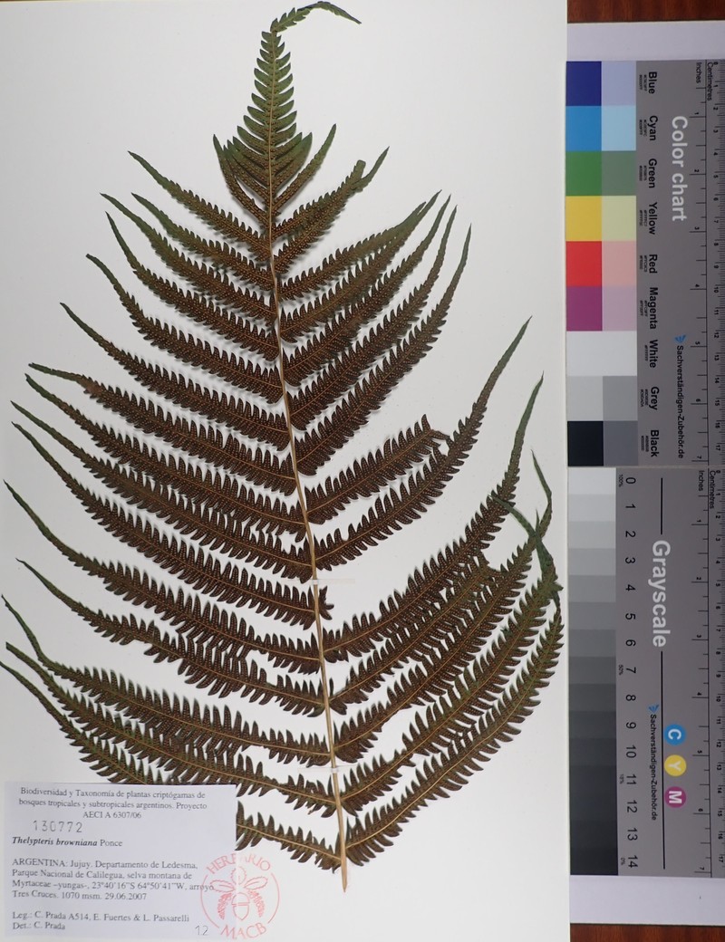 Thelypteris browniana