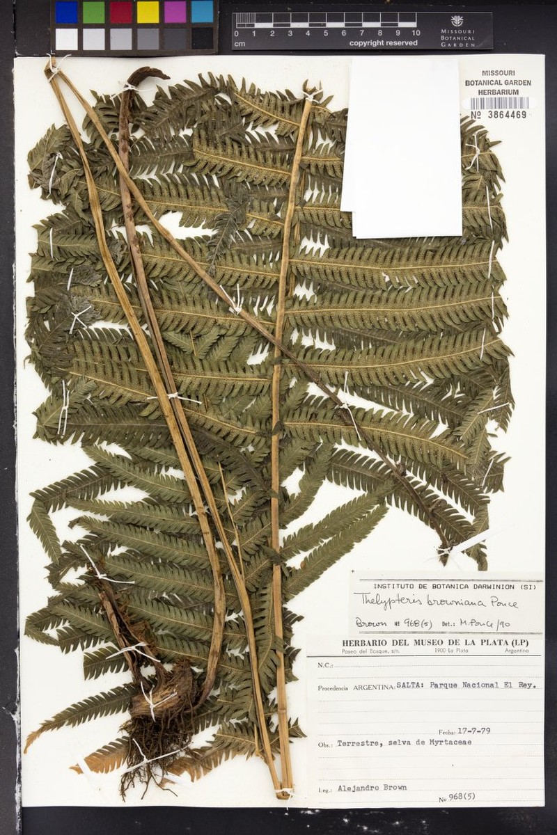 Thelypteris browniana photo 2