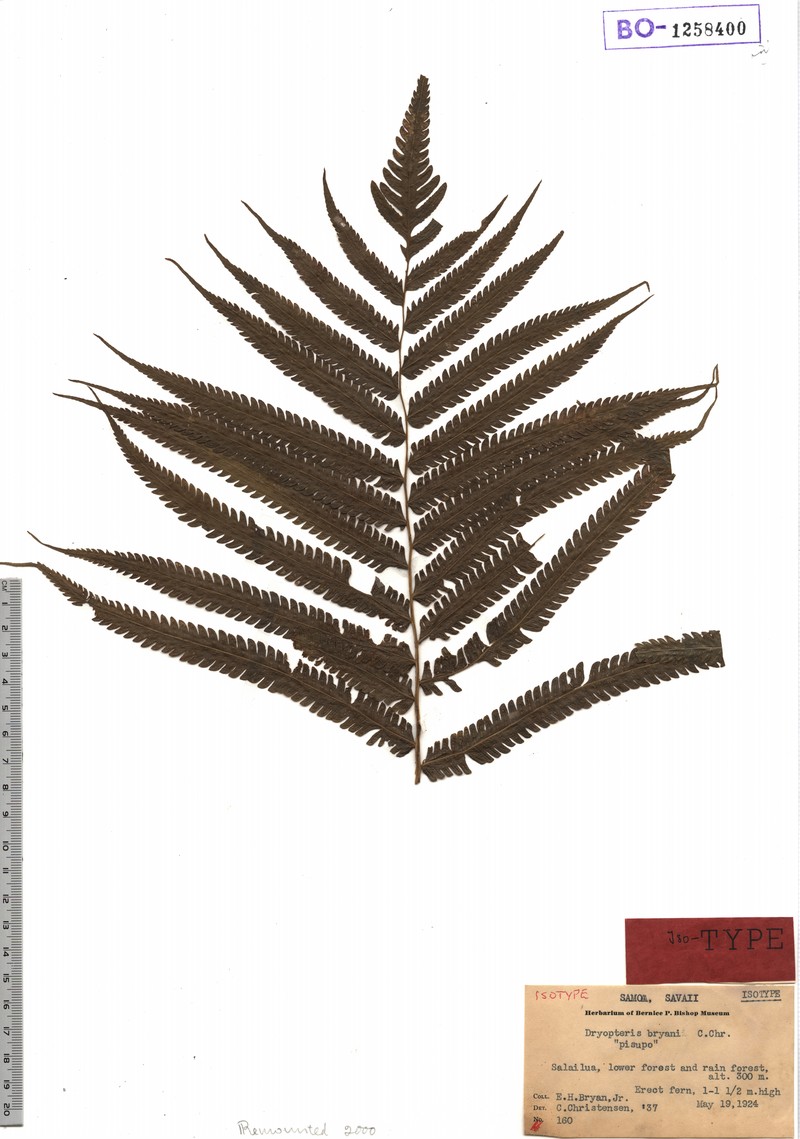 Thelypteris bryanii