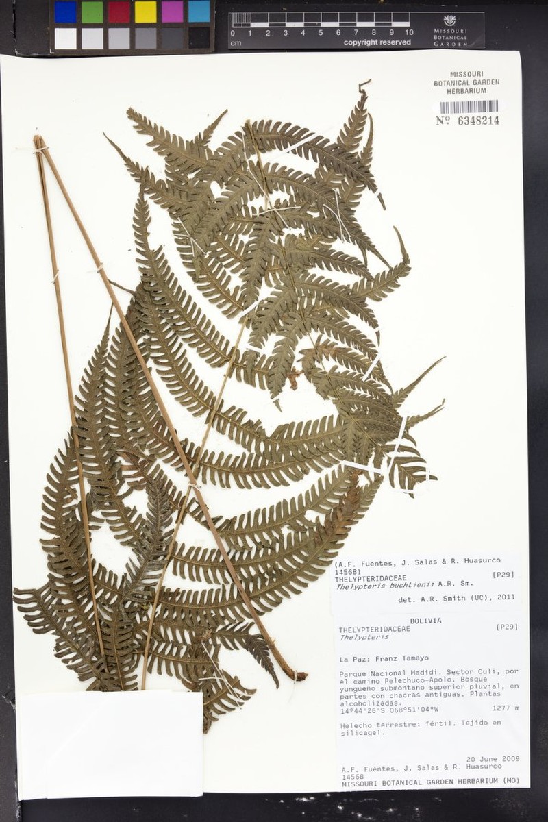 Thelypteris buchtienii photo 2